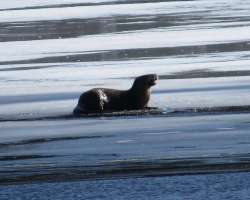 Pond otter Photo: Ben Haubrich