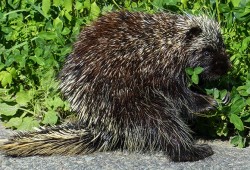 17_porcupine_eating_clover_sm.jpg