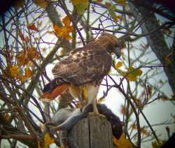 Hawk Photo: Caroline Haines