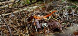 Red eft Photo: Galen Kilbride