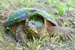 Snapping turtle Photo: Tom Grett