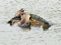 Snapping turtles Photo: Sheryl Gebauer