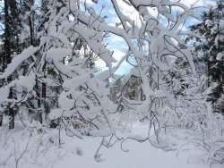 Snow branches Photo: Cindy Morin