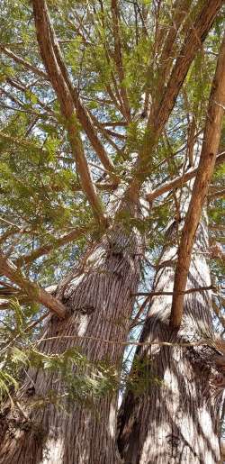 Tall cedar Photo: Mary Heide