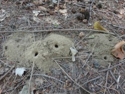 Wasp colony Photo: Jack Nelson