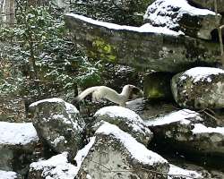 Weasel Photo: Chuck Dinsmore