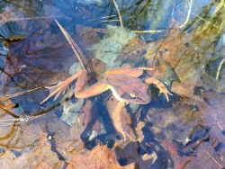 Wood Frog Photo: Pam Landry