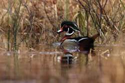 Woodducks Photo: Paula Jean Schlax