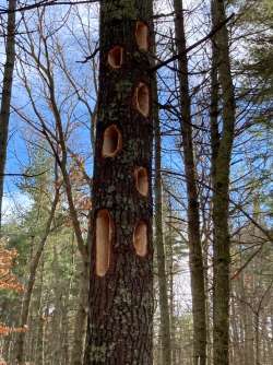 Woodpecker excavation Photo: Anne Sicilian