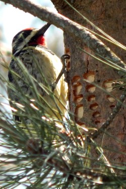 Yellow Bellied Sapsucker Photo: Kimberly Adriaansen