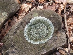 18---lichen_shingled_rock_shield.jpg