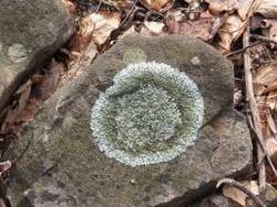 18---lichen_shingled_rock_shield.jpg