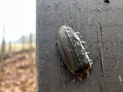 Winter firefly Photo: Tracy Jones