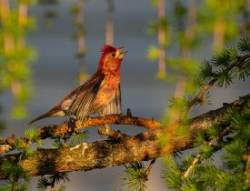 Purple finch Photo: Larry Litke