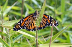 Monarch Photo: Judy Sweet