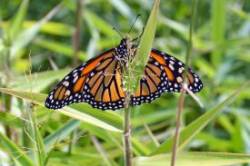 Monarch Photo: Judy Sweet