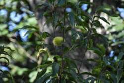 american chestnut Photo: Amy Girardi