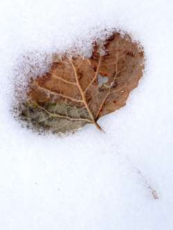 Poplar leaf Photo: Frank Kaczmarek