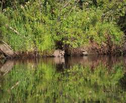 Raccoon Photo: Gregory Cox