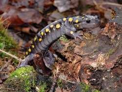 Spotted salamander Photo: Tami Gingrich