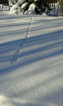 Vanishing track Photo: Nancy Halloran