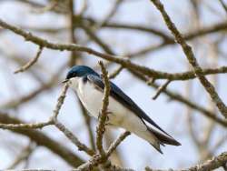 Tree swallow Photo: Ken Hatch