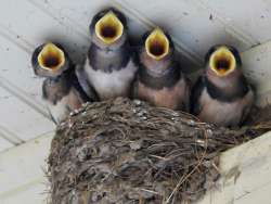 Barn swallows Photo: Kathleen Bross