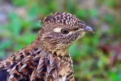 Ruffed grouse Photo: Tom Grett