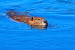 18_beaver_swim.jpg