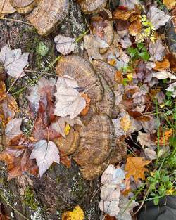 Bracket fungus Photo: David Thompson