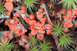 British Soldier Lichen Photo: AM Dannis