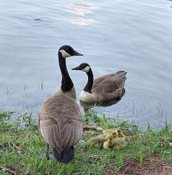 Canada geese Photo: Irina N. Burnina