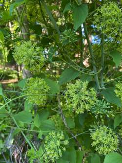 Carrion flowers Photo: Garry Plunkett