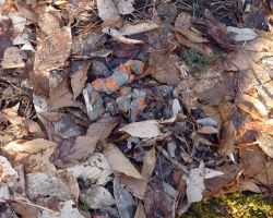 18_coyote_scat_with_orange_surveyors_flag.jpg