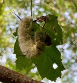 Dagger moth Photo: Sharon Bombard