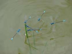 damselflies Photo: Cindy Morin