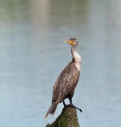 Cormorant Photo: Ross Lanius