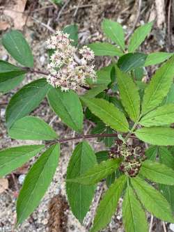 Elderberry Photo: Bill-lee Abbott