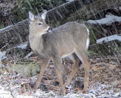 Foraging whitetail Photo: Frank Kaczmarek