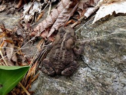 18_frog_north_adams.jpg