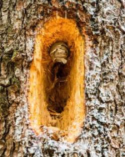 Woodpecker Photo: Frank Gorga