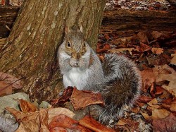 18_gray_squirrel.jpg