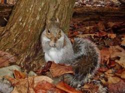 18_gray_squirrel.jpg