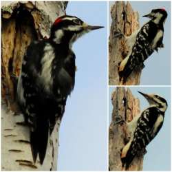 Woodpeckers Photo: Marion Simao