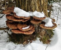 Hemlock Reishi Photo: Deb L. Clough