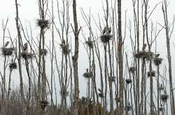 Heron Rookery Photo: Sheri Larsen