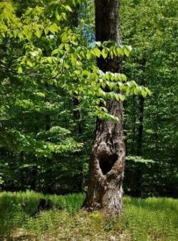 Tree Heart Photo: Cat Gareth