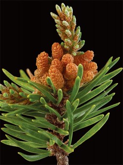 Photographer's Notebook: Tree and Shrub Flowers Photo: Jerry Jenkins