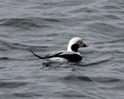 Long tailed duck Photo: Sheri Larsen