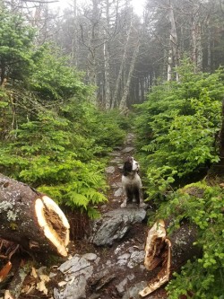 Dog on Trail Photo: Chris Woods